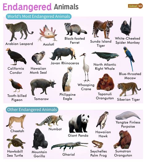 endangered animals list  pictures