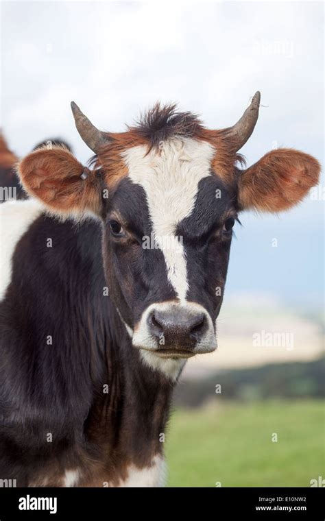 face stock photo  alamy