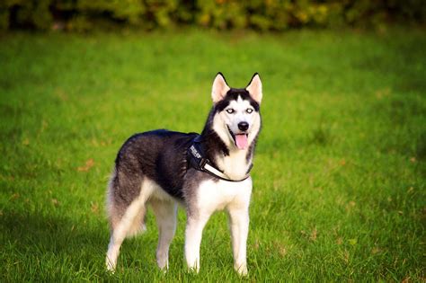 husky sibirisk hund gratis foto pa pixabay