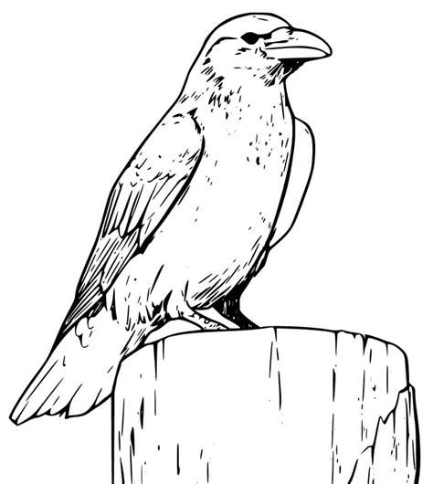 outline raven coloring page  printable coloring pages  kids