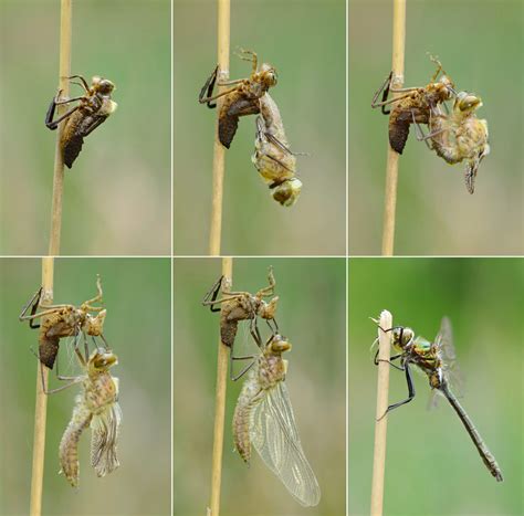 Dragonflies And Damselflies Top Guns Of The Insect World Welcome