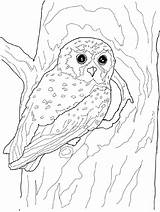 Owl Hoot sketch template