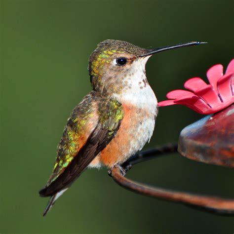 rufous hummingbird midas gold