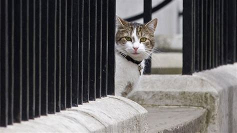 uk prime ministers     larry  cat  staying put cbc news