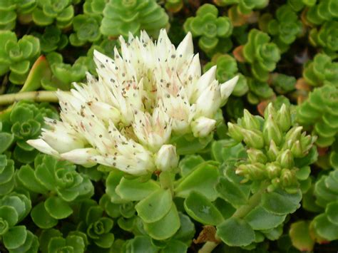 phedimus spurius sedum spurium caucasian stonecrop world