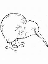 Kiwi Bird Coloring Drawing Birds Sketch Pages Angry Paintingvalley Color Getdrawings Getcolorings sketch template
