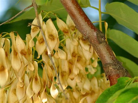 arten goetterbaum ailanthus altissima mill swingle