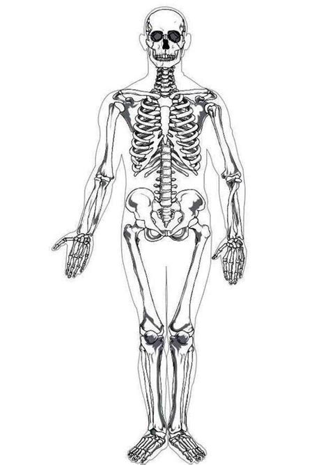 anatomy coloring pages bones printable flashcard  cranial bones
