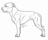 Terrier Staffordshire Bull Lineart Deviantart sketch template