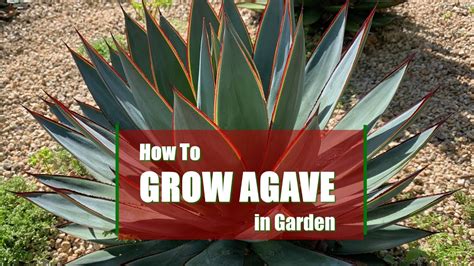 grow agave  garden   plant  agave youtube