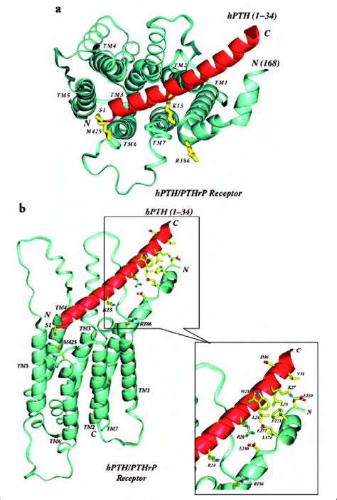 model  hpth  binding   pth receptor  crystal structure