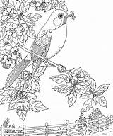 Coloring Robin Bird Pages Birds State Printable Michigan Flower American Apple Blossom Robins Animals Kids Adult Sheets Redbreast Color Book sketch template