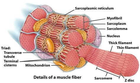 muscular tissue importance science