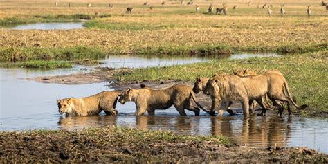 10 Days Luxury Botswana Wildlife Safari Botswana Luxury Safari