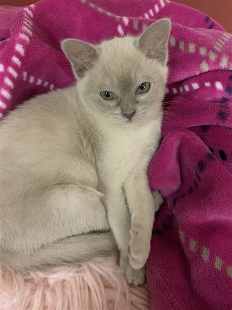 beautiful female burmese kitten for sale adoption from