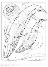 Coloring Whale Blue Colorear Para Dibujos Imágenes Pages Large Edupics Printable Imagen Escuela Maestra sketch template