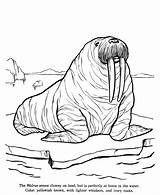 Arctic Walrus sketch template