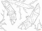 Coloring Bat Pages Realistic Bats Fruit Common Supercoloring Getcolorings Color Printable Print sketch template