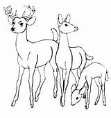 Herd Deers Waters Aladdin Mammals sketch template