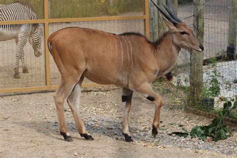 common eland   chessington zoo