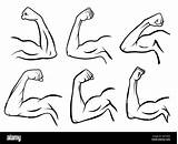 Muscles Biceps Flexing Bizeps Muscular Alamy Sterke Streng Arms Starke Harde Armspieren Krachtige Harte Armmuskeln Umriss Leistungsstarker Starker Grafiken Stärke sketch template