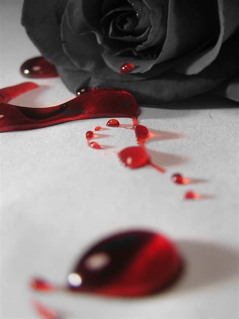 Bleeding Rose By Xxxxjrockjunkiexxxx On Deviantart