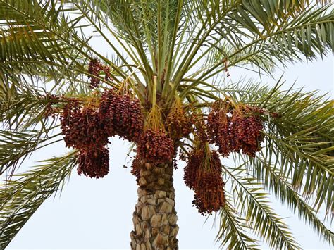 date palm growing   care   date palm tree