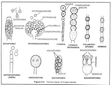 8 Important Characters Of Fungi With Diagram