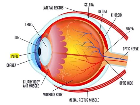 pupil mata struktur fungsi kelainan  pengobatan