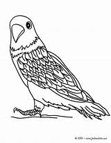 Parakeet Perruche Periquito Coloriage Bird Hellokids Ausmalen Paloma Sittich Colorier Línea Drucken sketch template