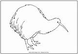 Kiwi Zealand Colouring Coloring Pages Printable Print Designlooter Outline Drawings Activityvillage 324px 34kb sketch template