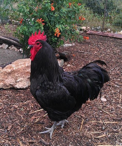 black australorp australorp chicken chickens backyard