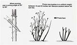 Pruning Rose Bushes Cut Prune Roses Trimming Hirerush Fitting Rules Focus Common Any Type Most Should sketch template