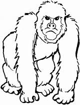 Animale Colorat Fise Salbatice Gradinita Lucru Imagini Gorila sketch template