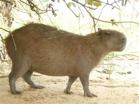 capybara foto de explore pantanal brazil turismo one day tours miranda tripadvisor