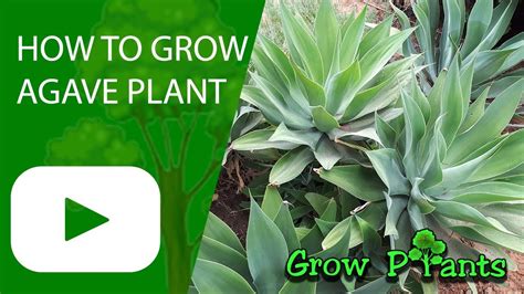 grow agave plant youtube