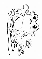 Frog Malvorlage Frosch Kaulquappen Ausmalbild Ausmalbilder Kaulquappe sketch template