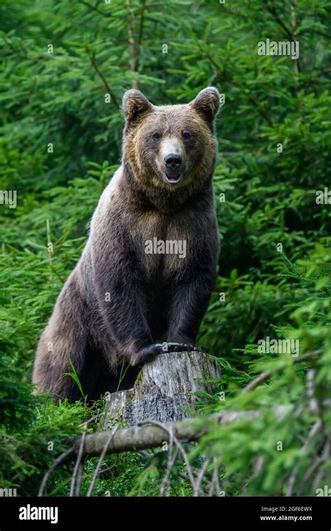 wild brown bear ursus arctos   summer forest animal  natural