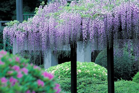 wisteria season  coming  shinjuku gyoen national garden shinjuku guide