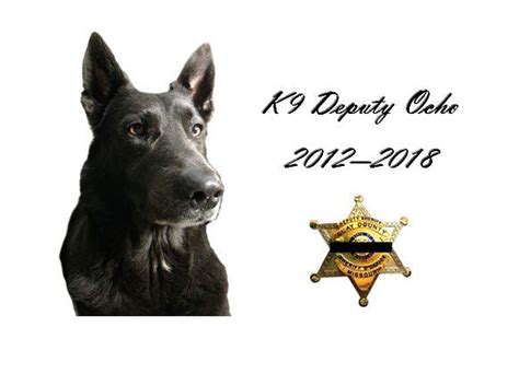 sheriff s office mourns passing of k9 clay county sheriff s office