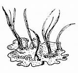 Licheni Piante Vegetale Comparsa Viventi Muschi Cellula Animale Lapappadolce Erano Piccole Terrestre Queste Numerose Spore Periodo Evidenza Fossile Troviamo sketch template