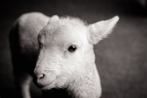 baby lamb face stock photo image