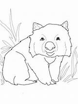 Wombat Coloring Pages Colouring Printable Stew Crafts Funny Animals Australia Printables Template Storytime Kids Sheets Books Drawing Drawings Clipart Doodle sketch template