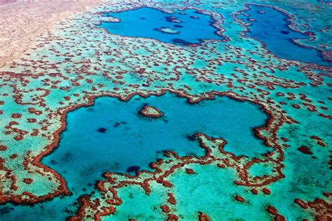 corals die   great barrier reef humans struggle