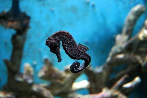 floating seahorse   sea pinterest