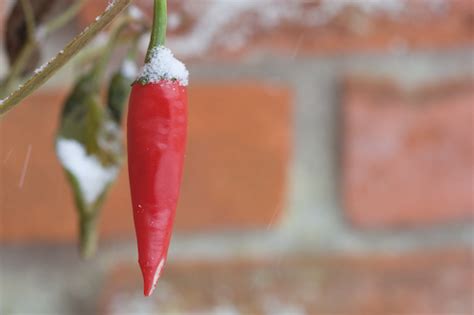 chilly chillies