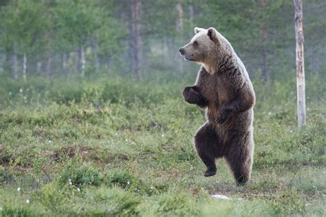 wild bears   twist  communicate  smelly footprints
