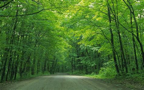 photo green tree green greenery nature   jooinn