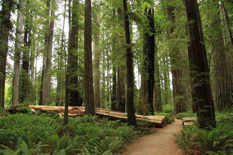 filestout memorial grove