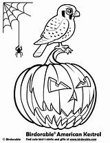 Coloring Birdorable Cute Pages Halloween Birds Cartoon sketch template